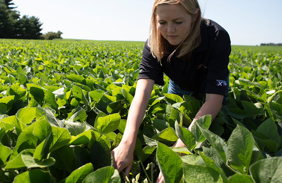 Asgrow® technical agronomist in soybean field during growing season
