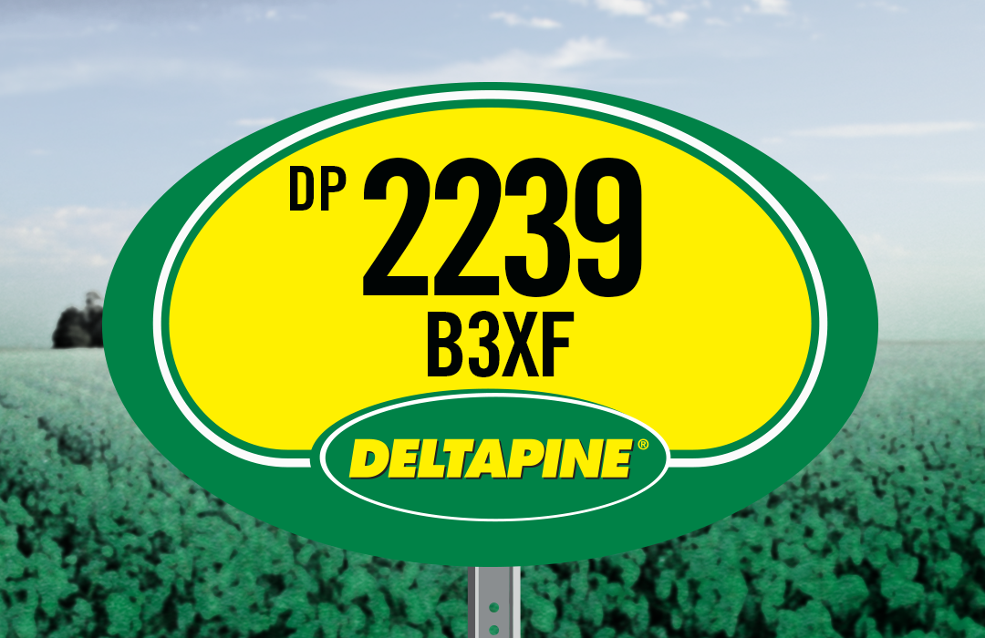 DP 2239 B3XF