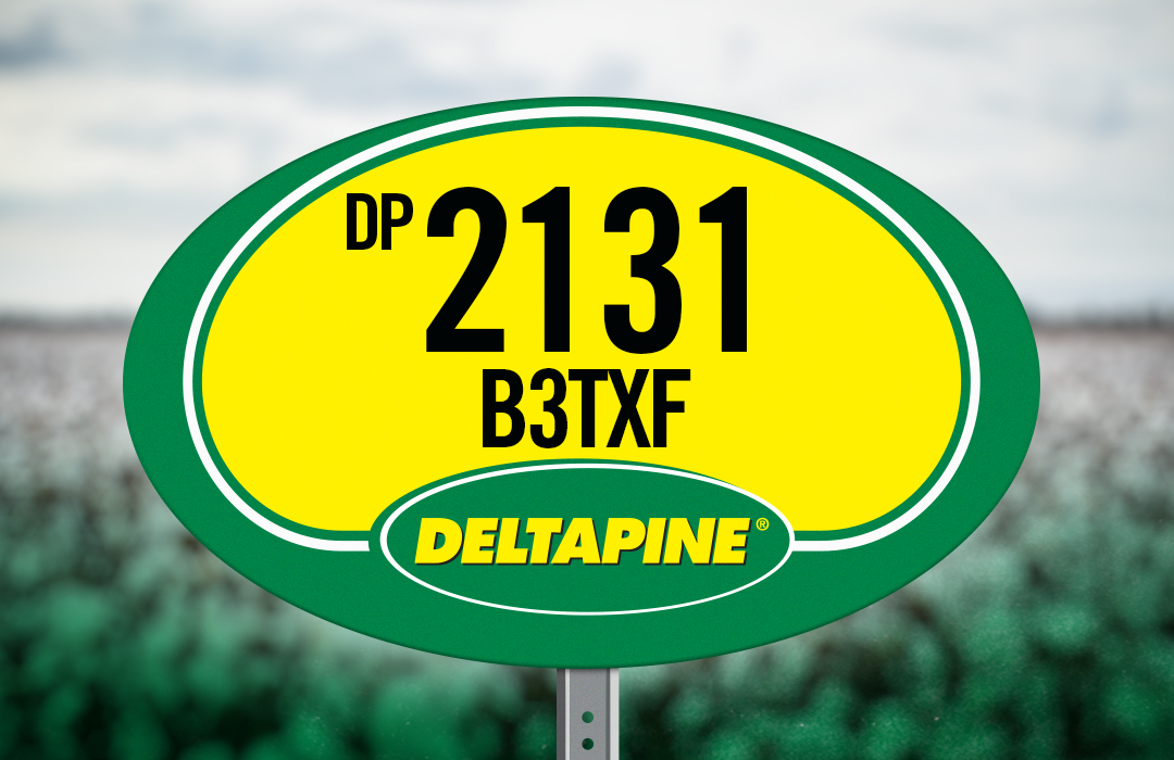 DP 2131 B3TXF