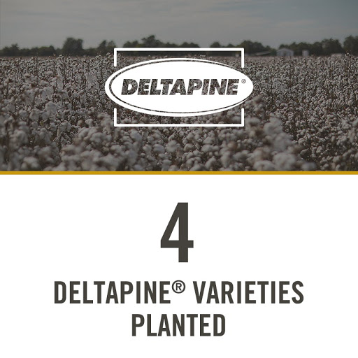 4 Deltapine® varieties planted