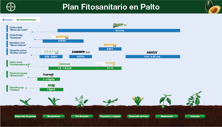 Fenología Arroz